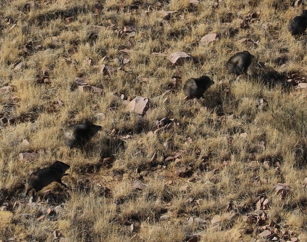 Wildlife officials taking flight to check big game populations